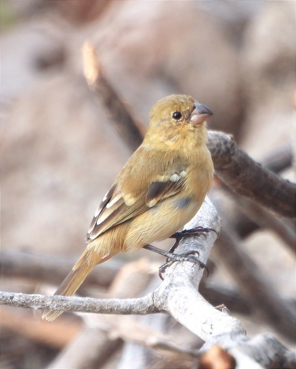 Morelet's Seedeater - ML616225842