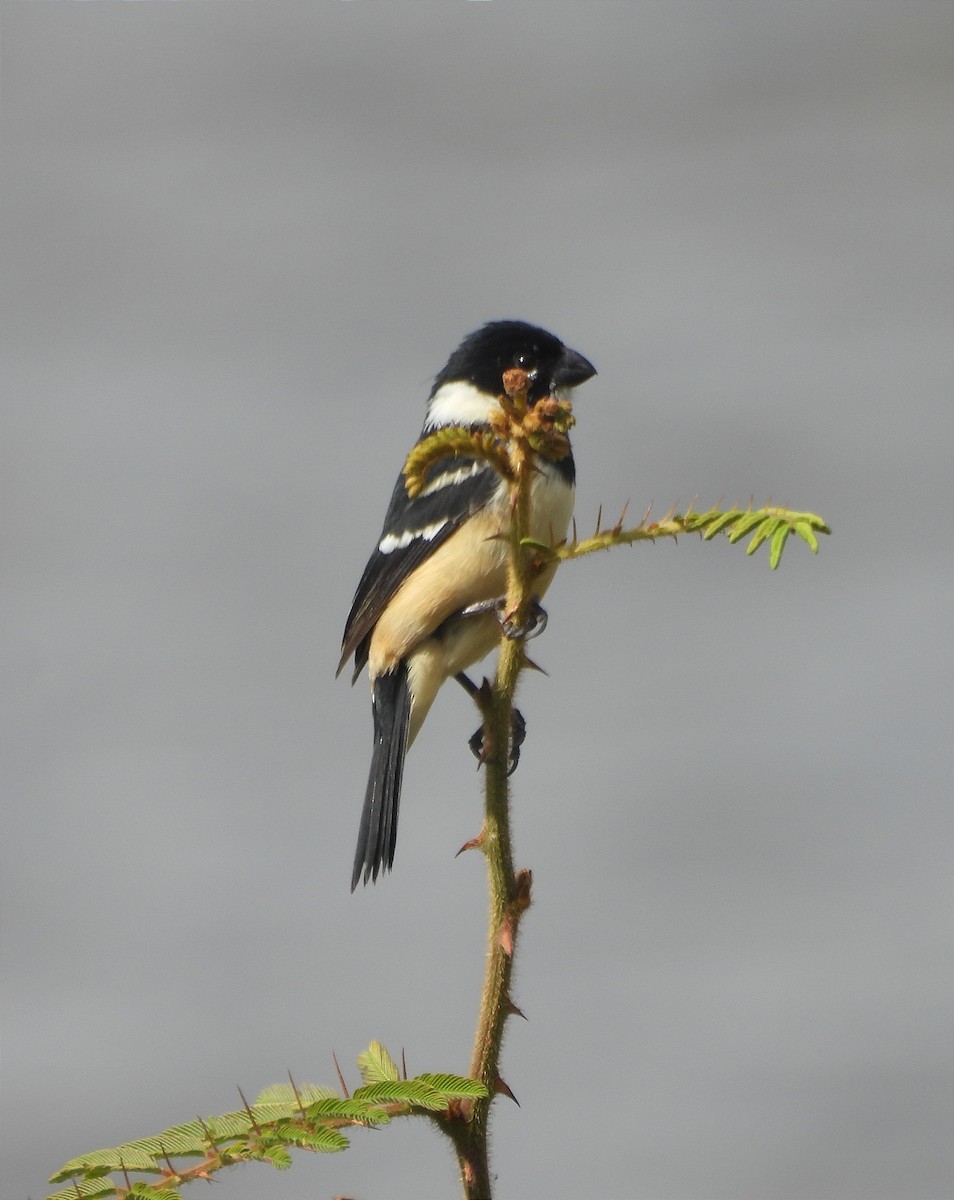 Morelet's Seedeater - ML616225843