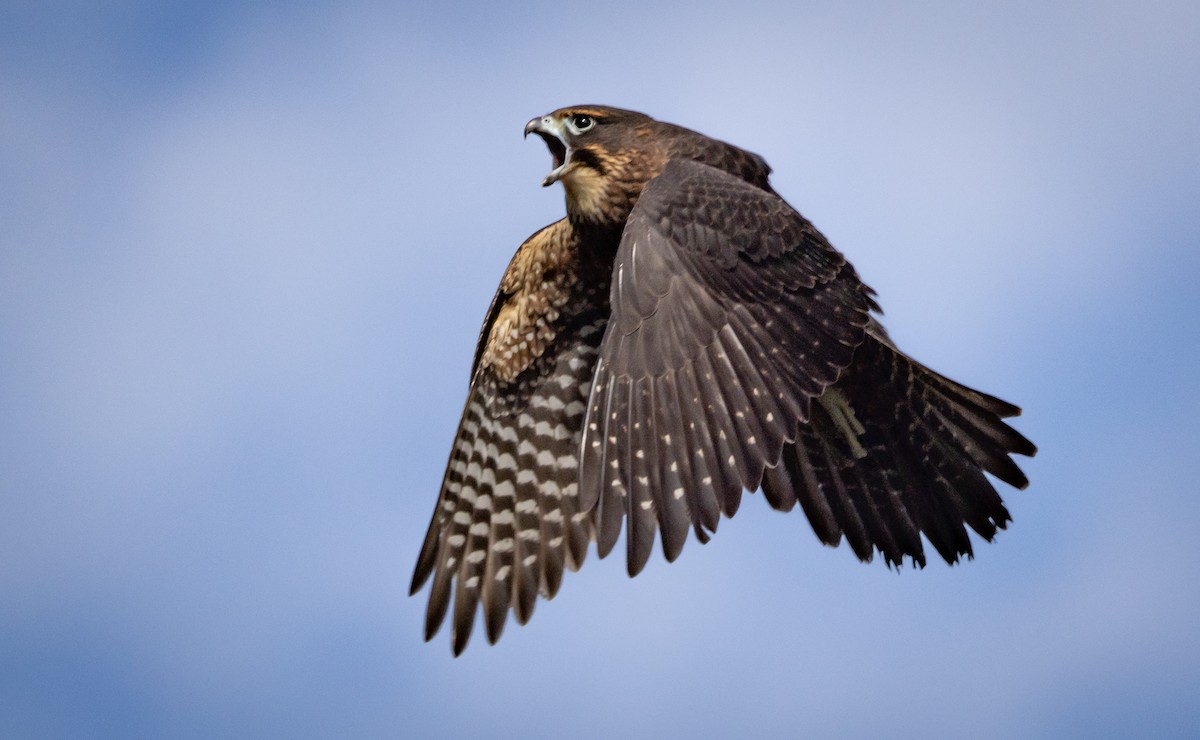 New Zealand Falcon - ML616225891