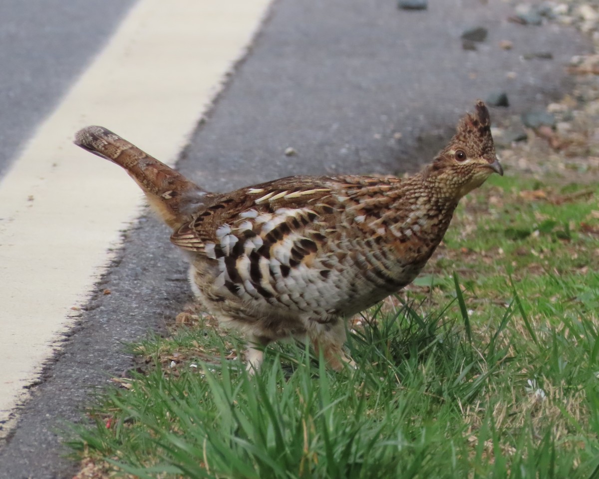 Ruffed Grouse - ML616225935