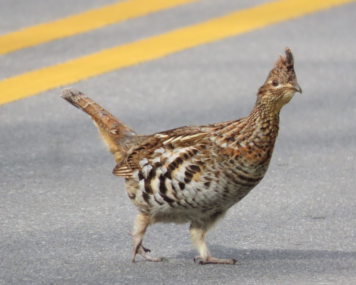 Ruffed Grouse - ML616225936