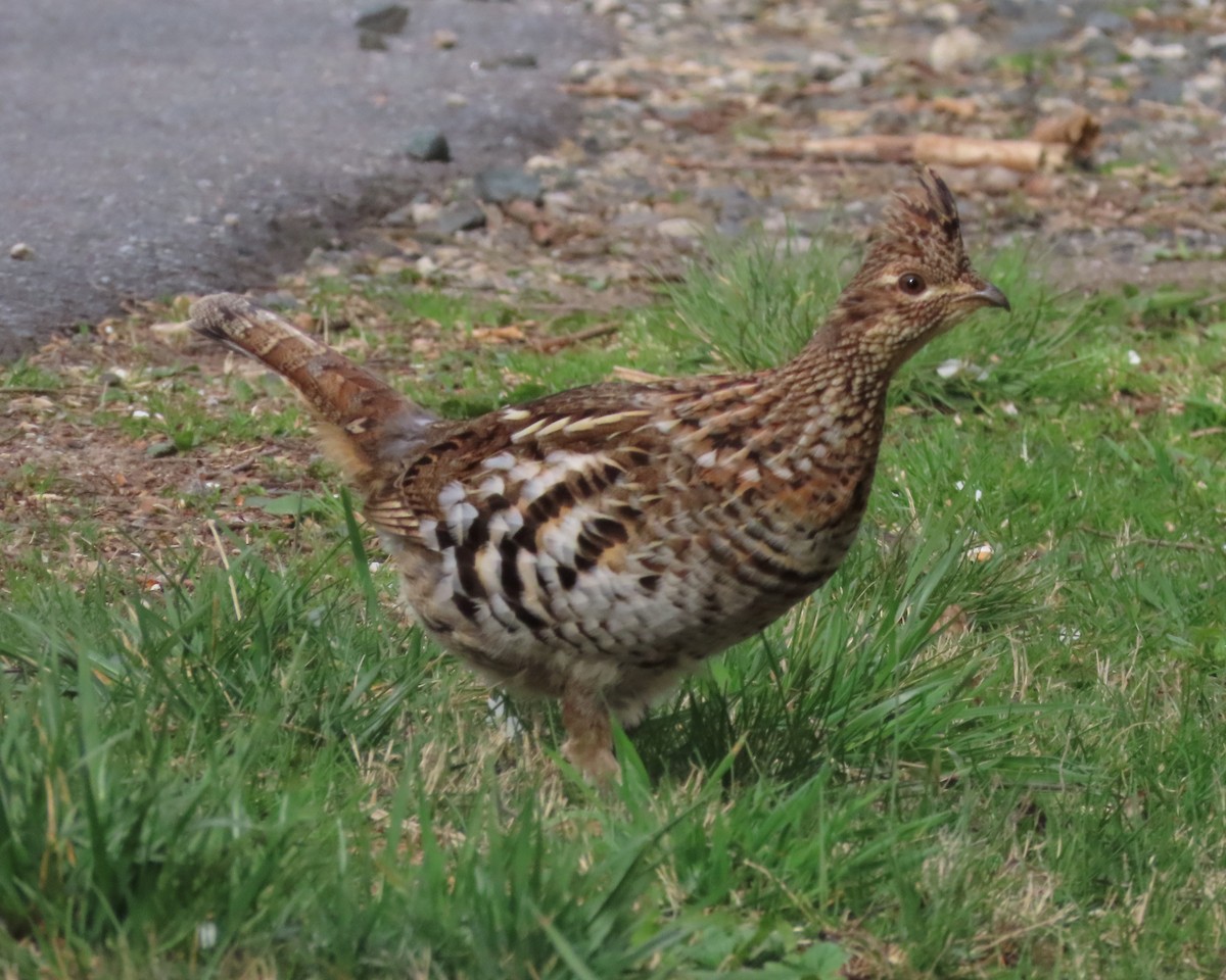 Ruffed Grouse - ML616225938