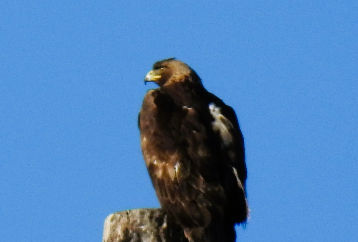 Golden Eagle - ML616225945