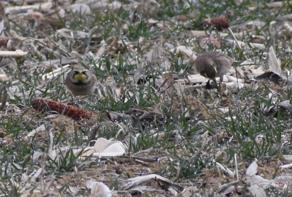 Lapland Longspur - ML616225946