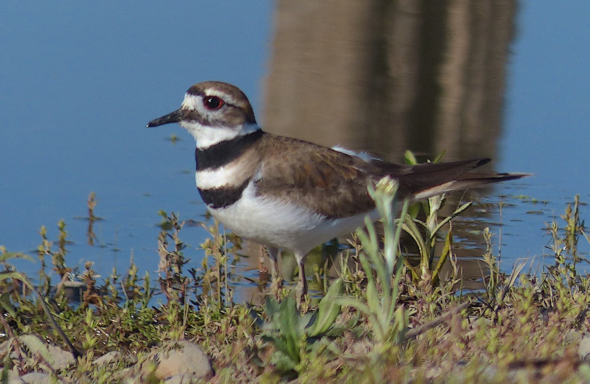 Killdeer - D Krajnovich