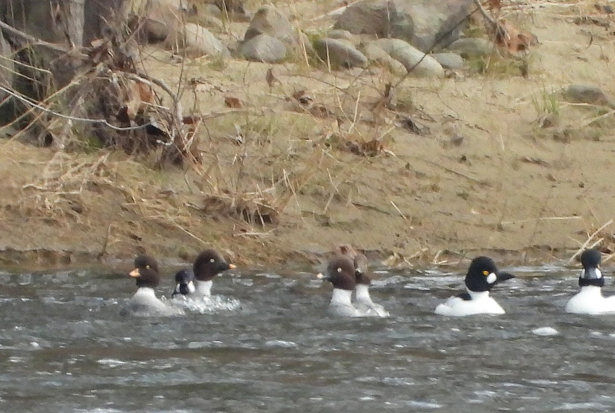 Barrow's Goldeneye - ML616226075