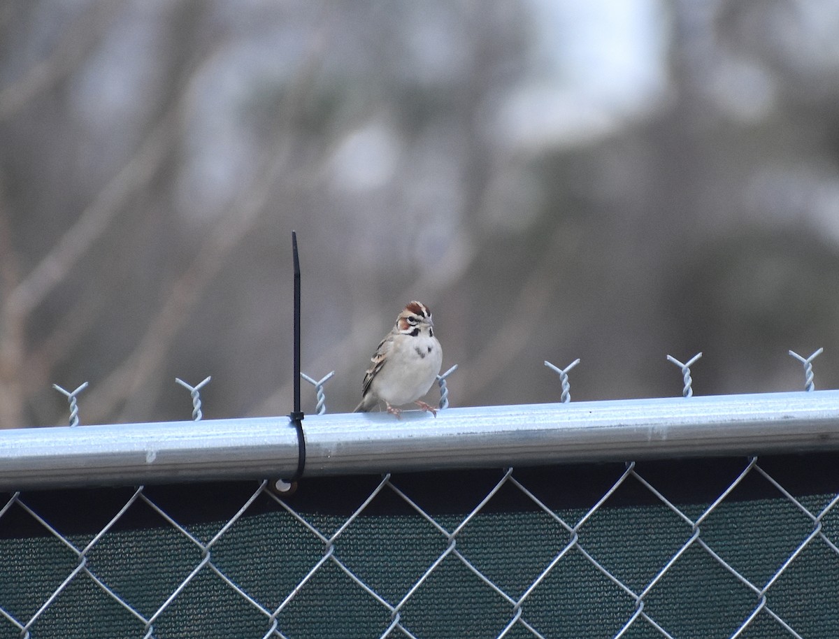 Lark Sparrow - ML616226083