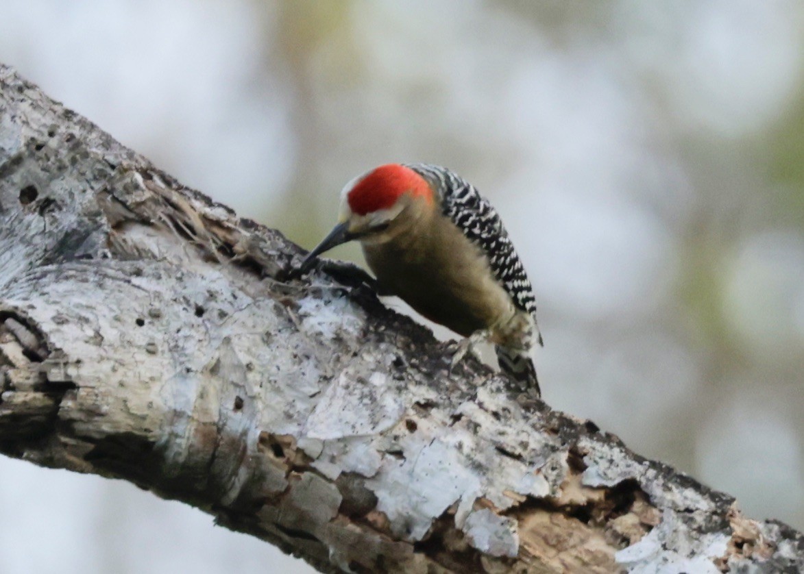 Red-crowned Woodpecker - Ken Oeser