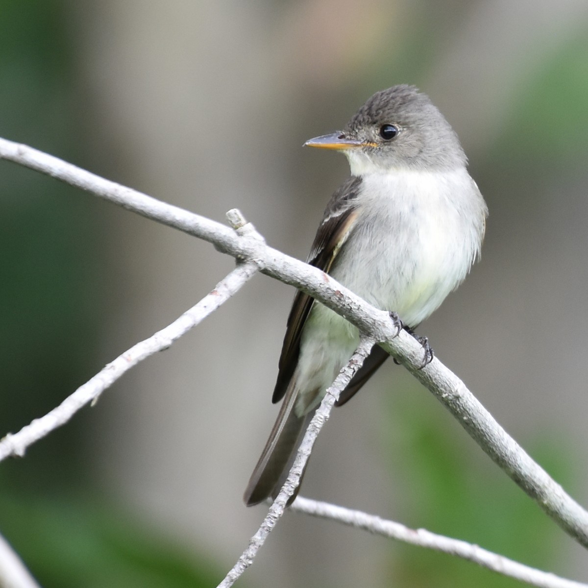 Eastern Wood-Pewee - ML616226160