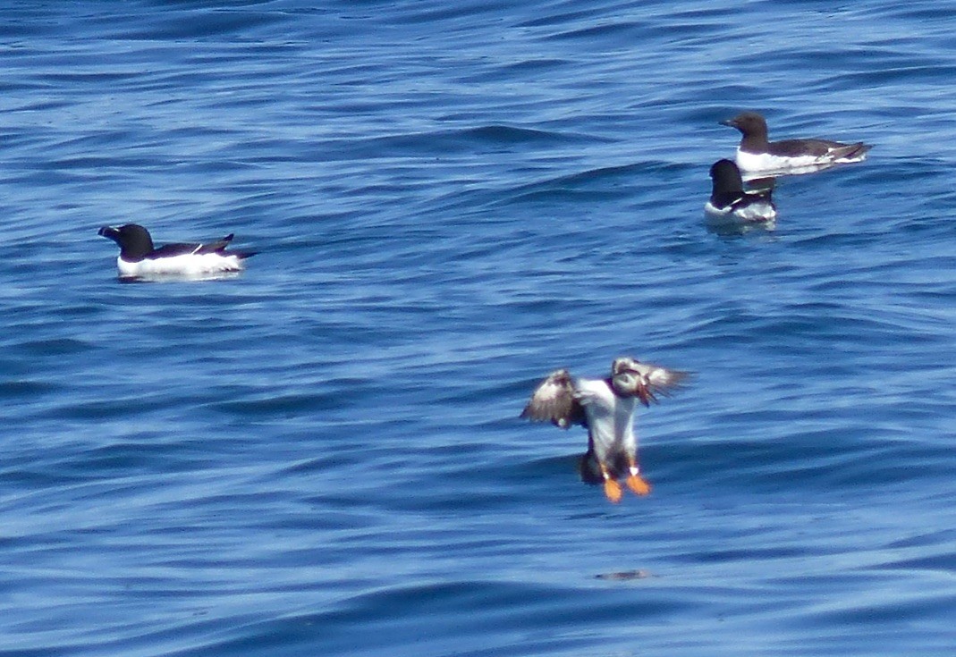 Common Murre - Rick Taylor