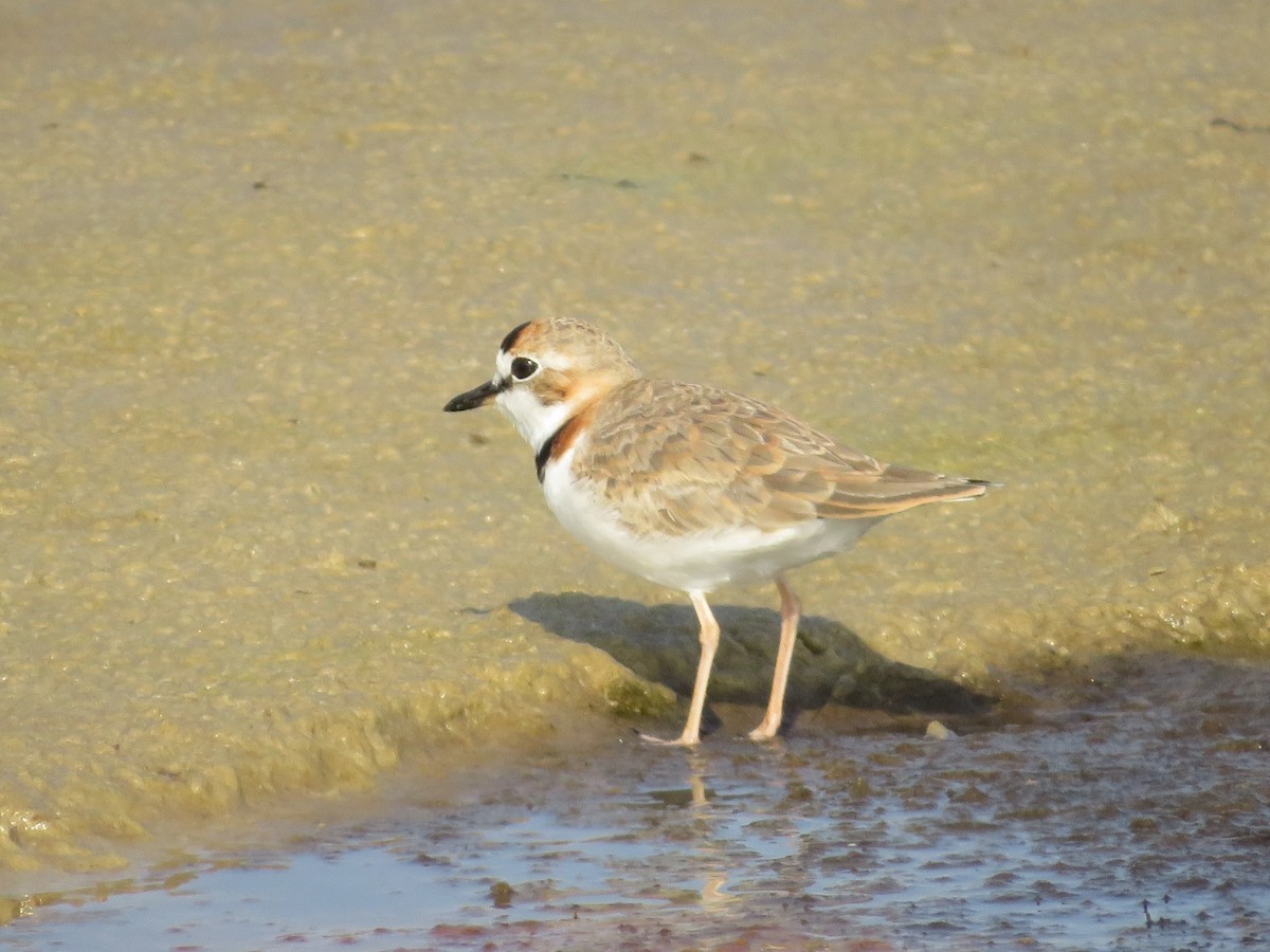 Collared Plover - Eduardo  Medina