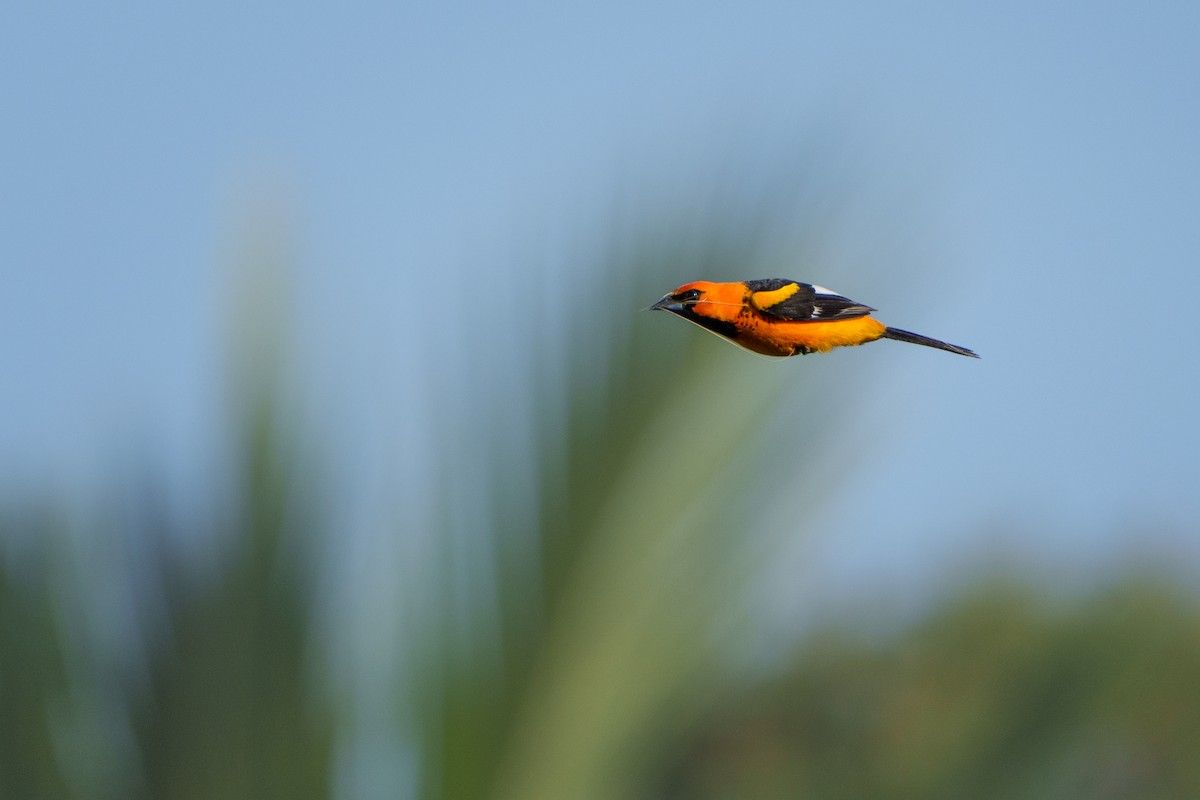 Spot-breasted Oriole - Neo Morpheus