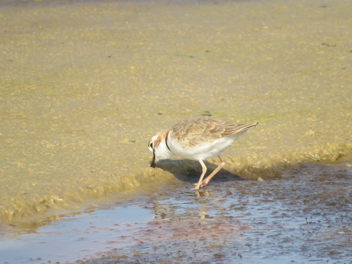 Collared Plover - ML616226239