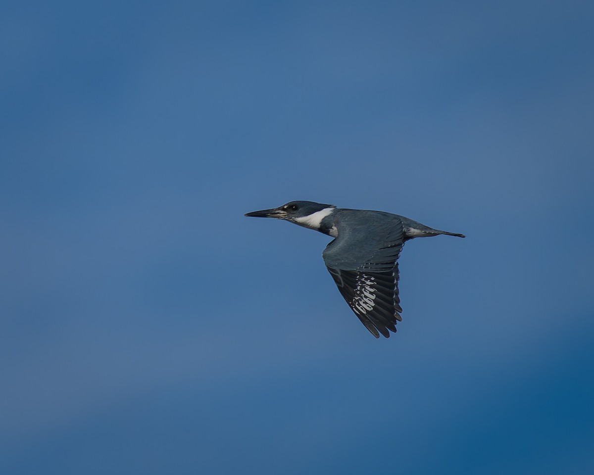 Belted Kingfisher - Peter Rosario