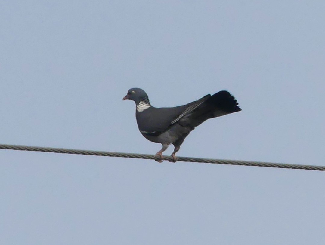 Common Wood-Pigeon - ML616226290