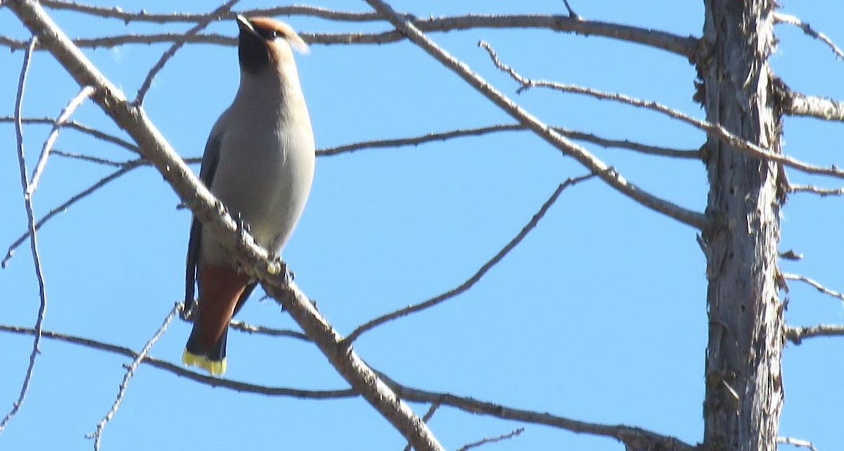 Bohemian Waxwing - ML616226306