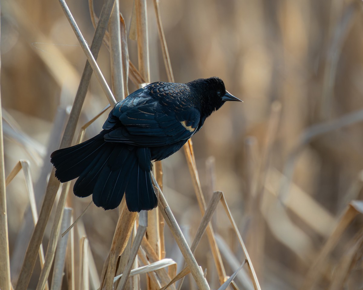 Red-winged Blackbird - ML616226318