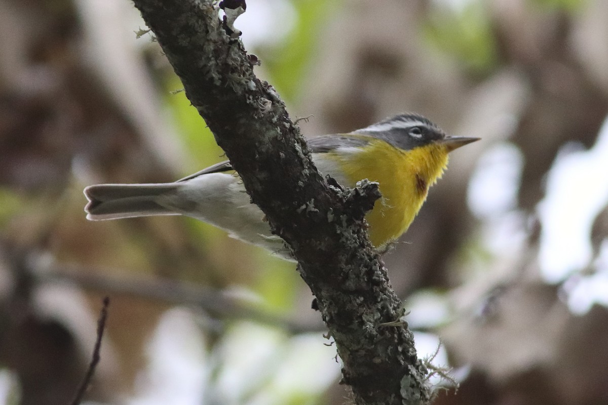 Crescent-chested Warbler - Mark L. Hoffman