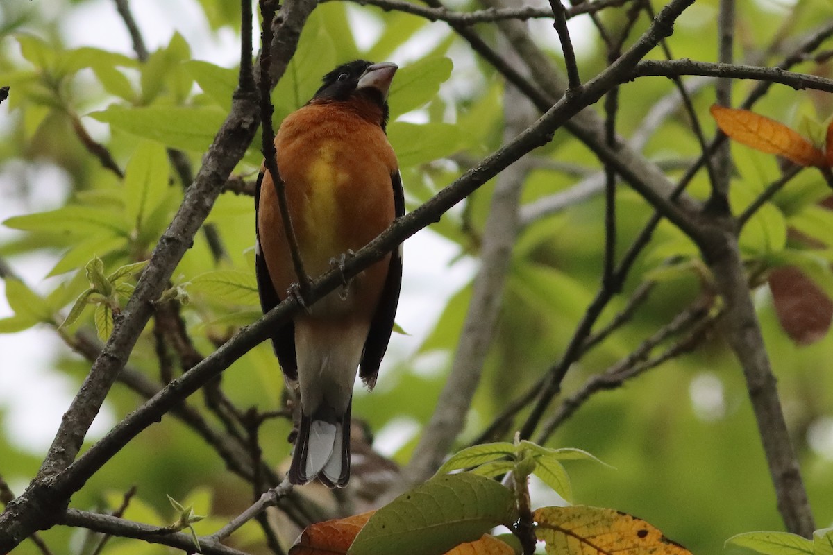 Black-headed Grosbeak - Mark L. Hoffman