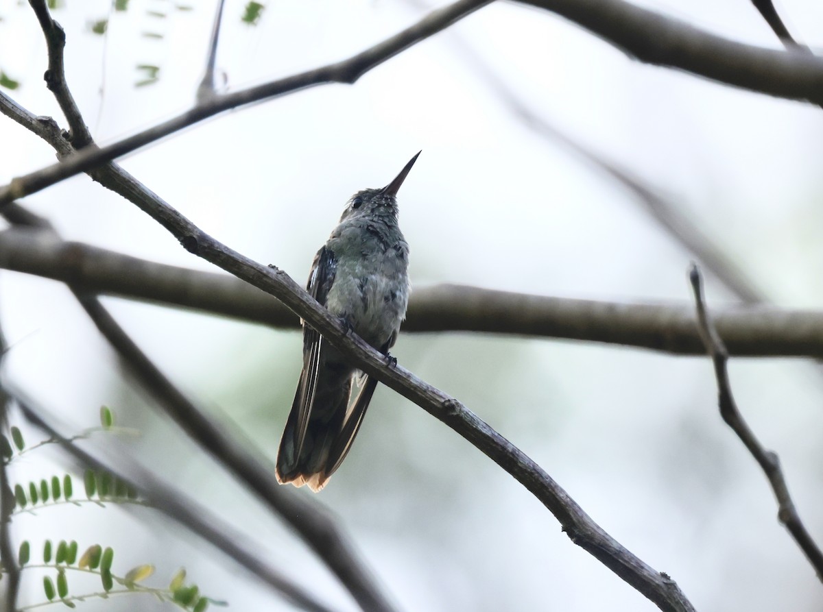 Scaly-breasted Hummingbird - Ken Oeser