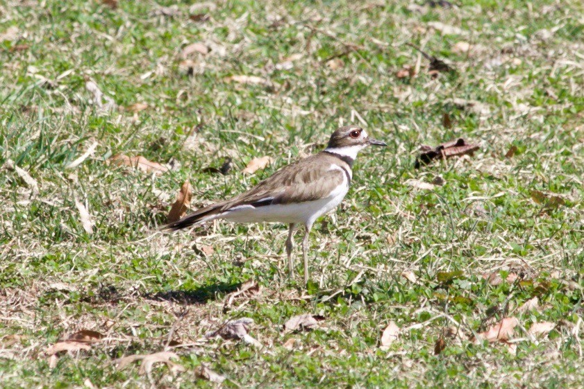 Killdeer - ML616226514