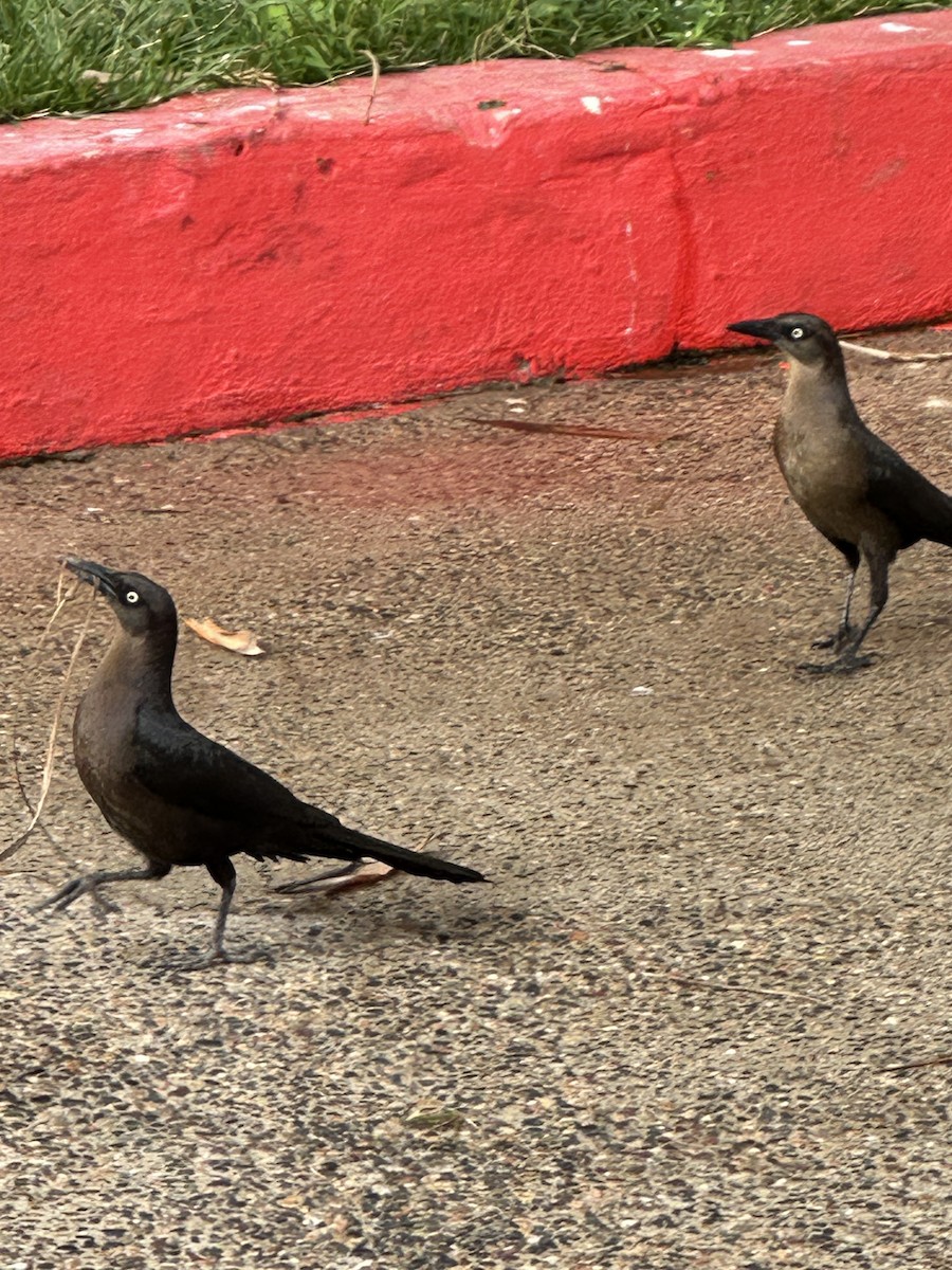 Great-tailed Grackle - Yvonne Wentzel