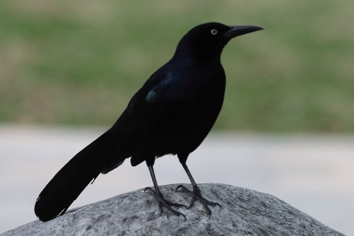 Great-tailed Grackle - ML616226556