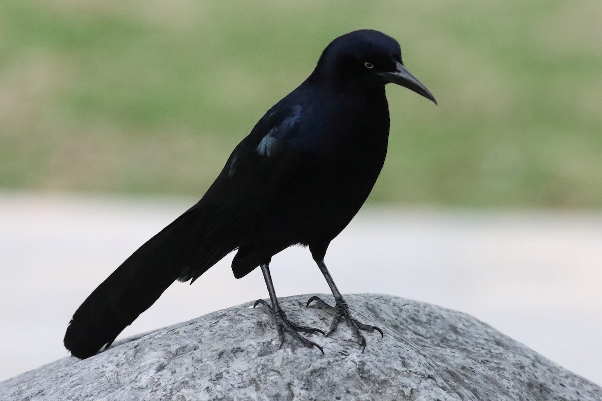 Great-tailed Grackle - Mark L. Hoffman