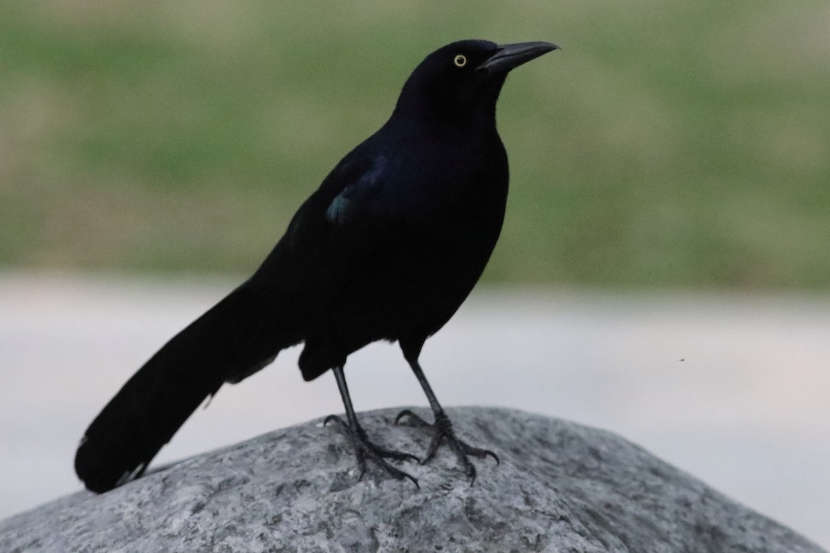 Great-tailed Grackle - ML616226558