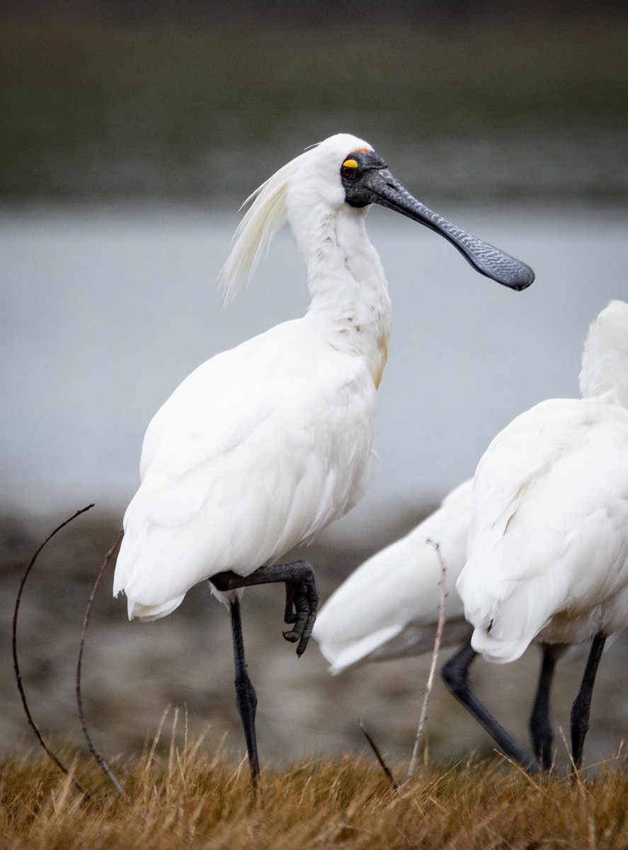 Royal Spoonbill - Greg Schrader