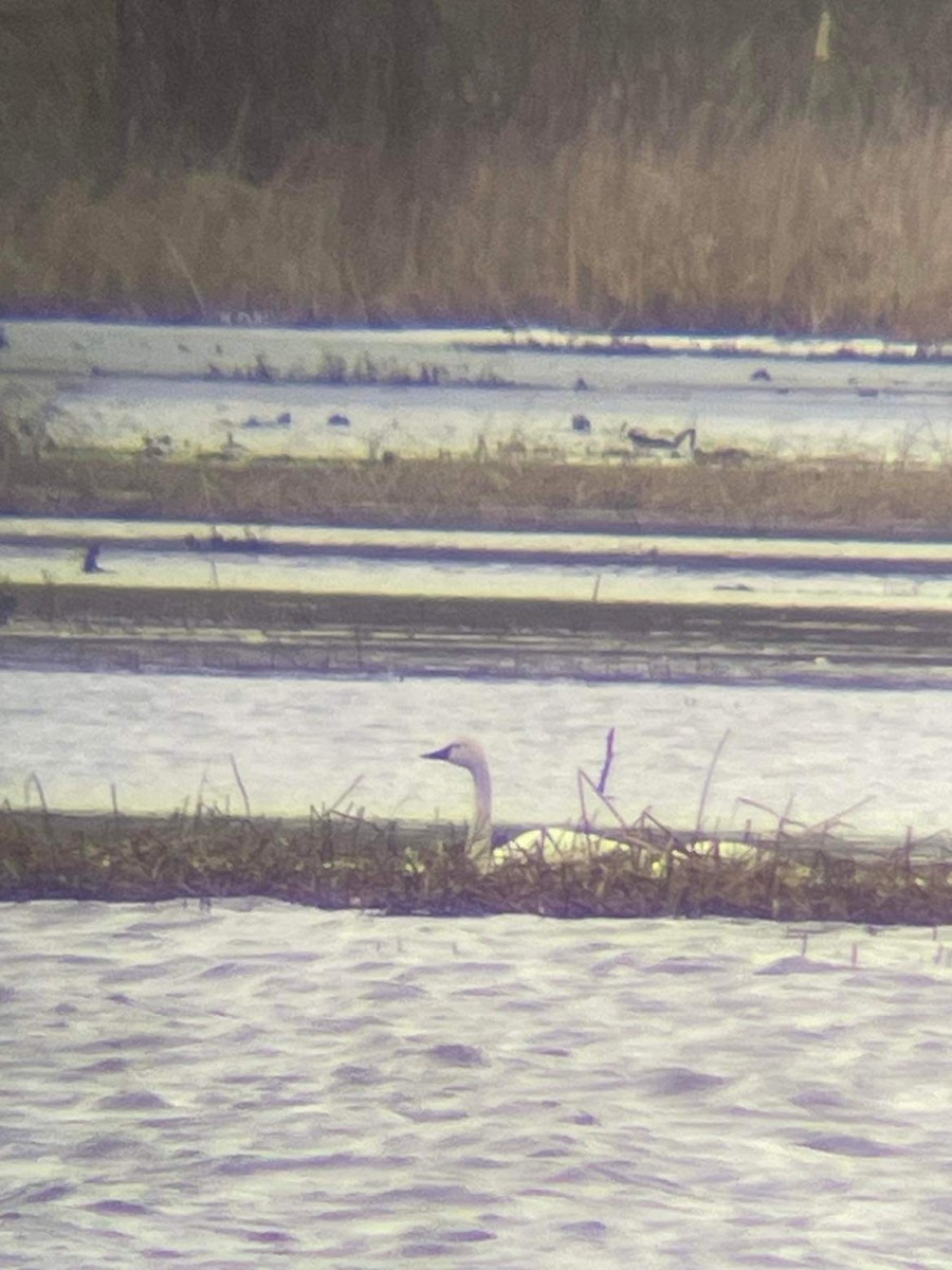 Tundra Swan - ML616226596