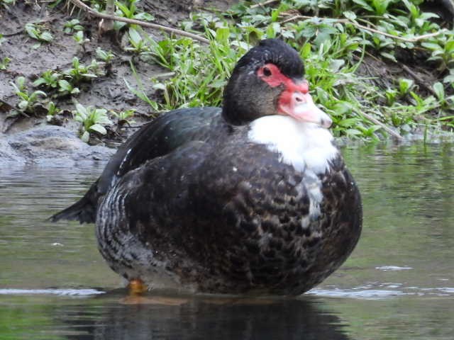 Muscovy Duck (Domestic type) - Stew Stewart