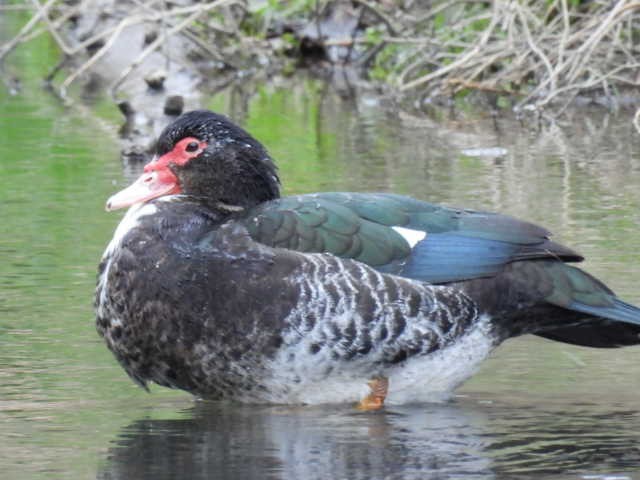 Muscovy Duck (Domestic type) - Stew Stewart