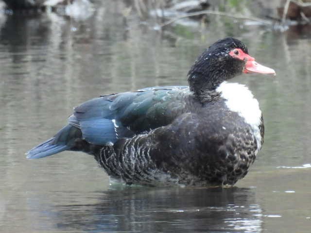 Muscovy Duck (Domestic type) - Stew Stewart