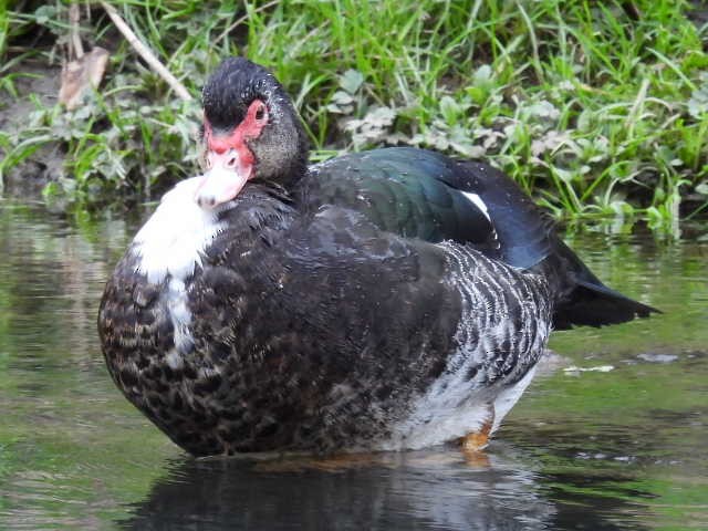 Muscovy Duck (Domestic type) - Stew Stewart