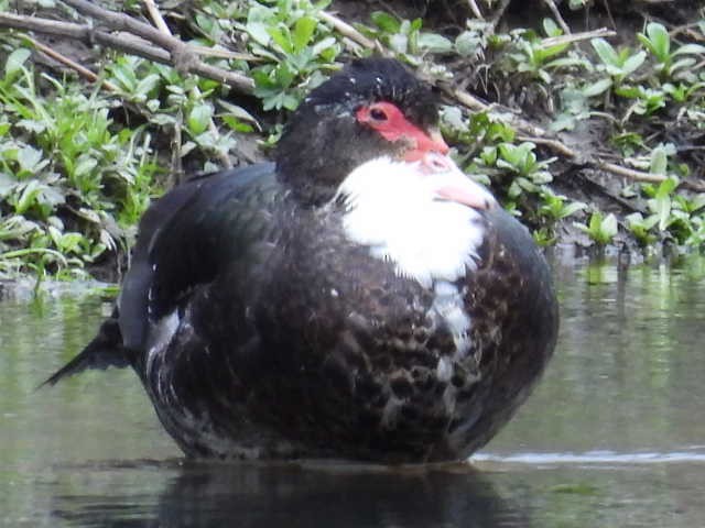 Muscovy Duck (Domestic type) - Stew Stewart