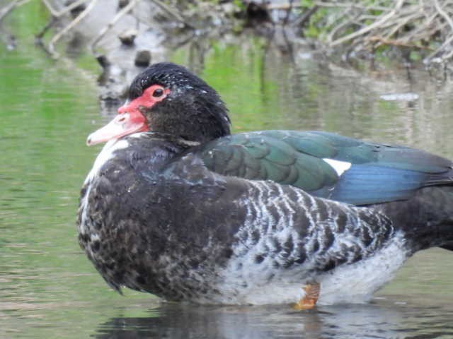 Muscovy Duck (Domestic type) - Stew Stewart