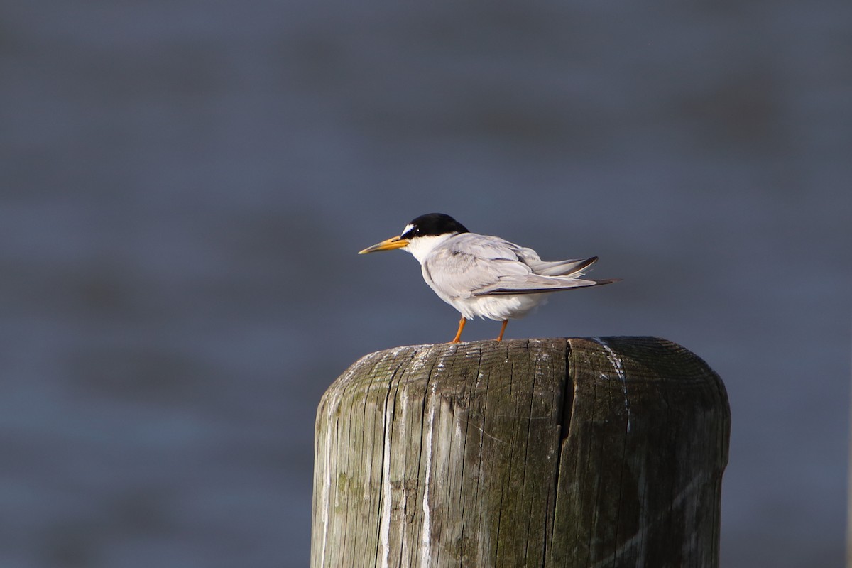 Least Tern - ML616226644