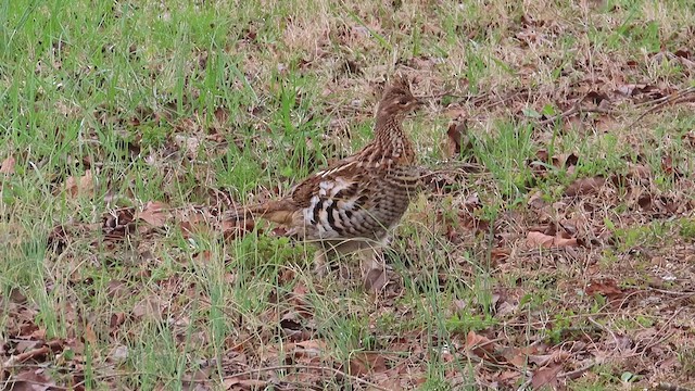 Ruffed Grouse - ML616226656