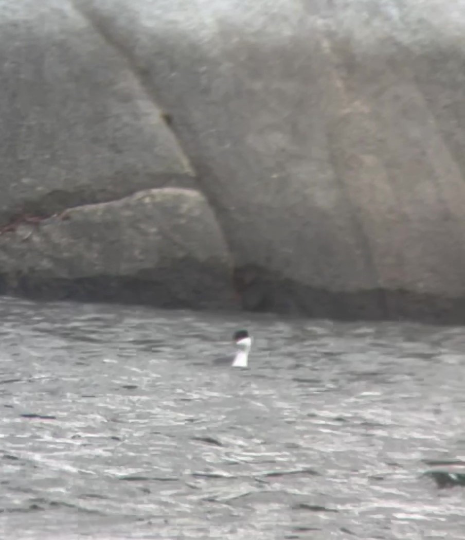 Western Grebe - ML616226660