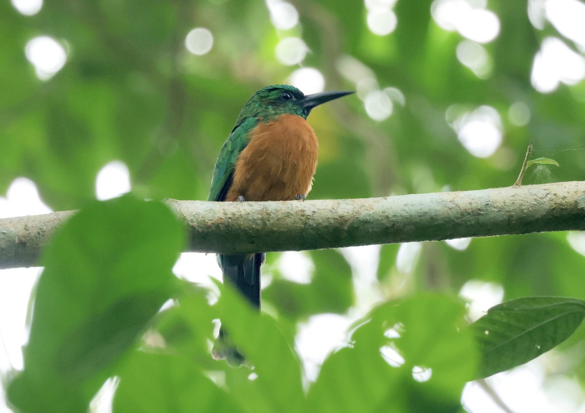 Great Jacamar - Ken Oeser