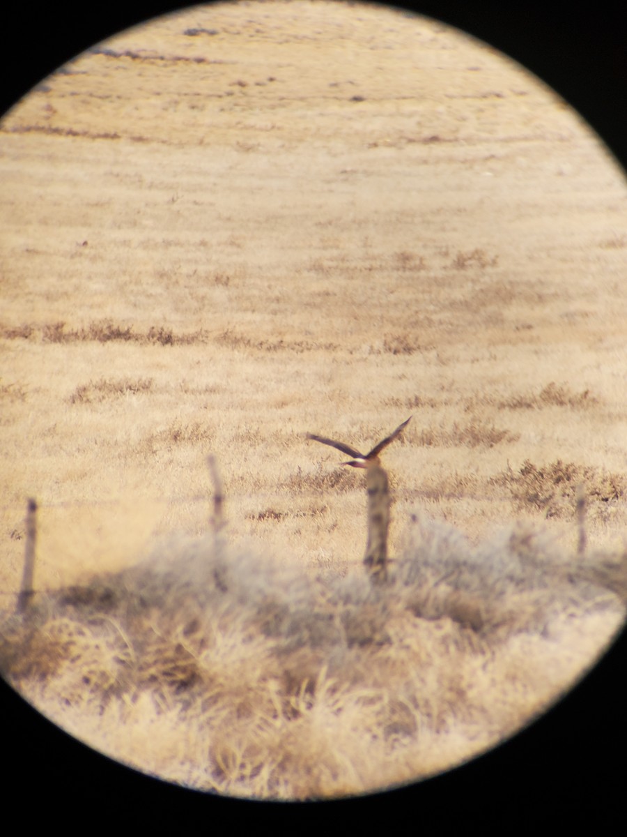 Northern Harrier - Zachary Fica