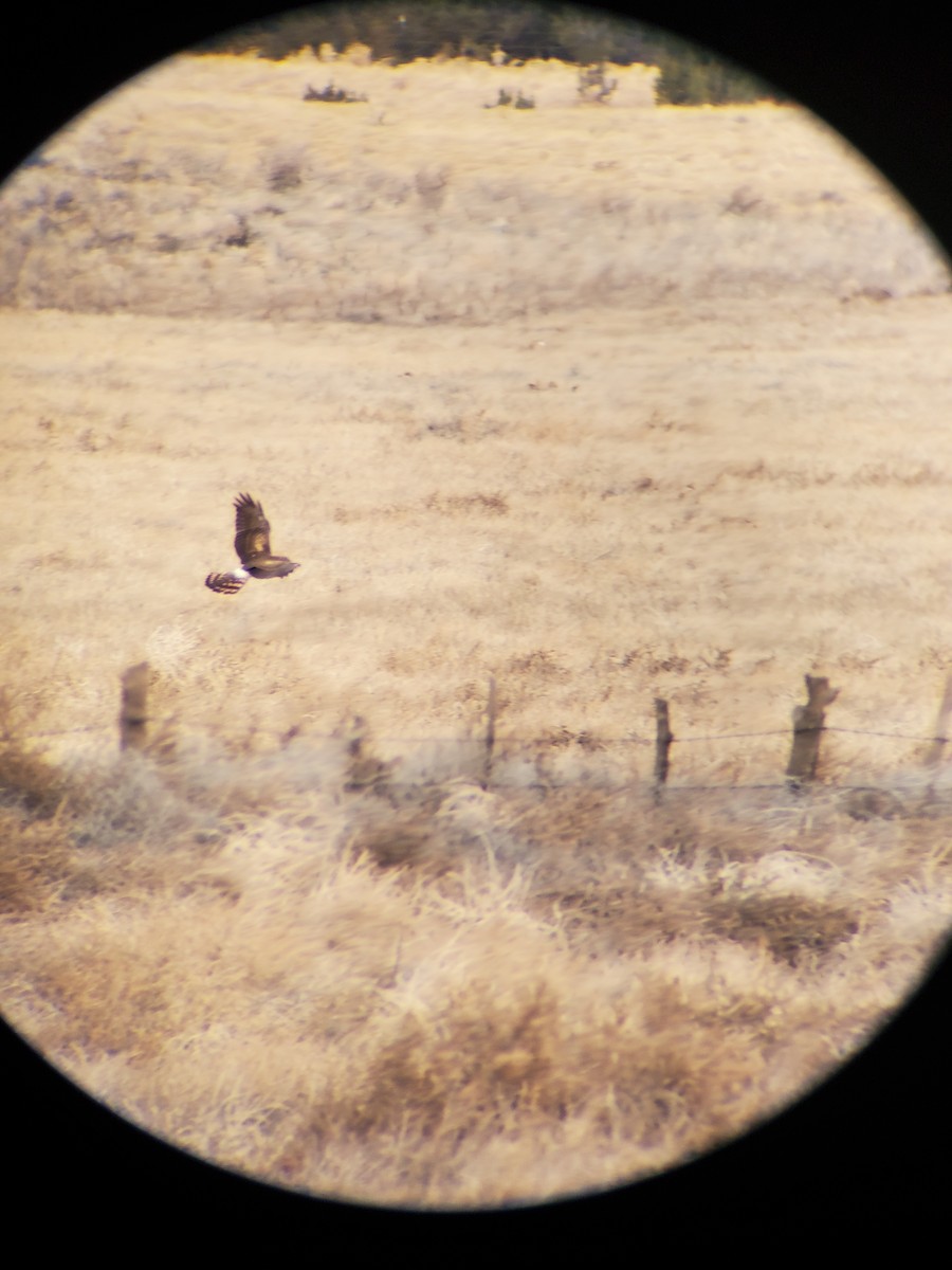 Northern Harrier - ML616226687