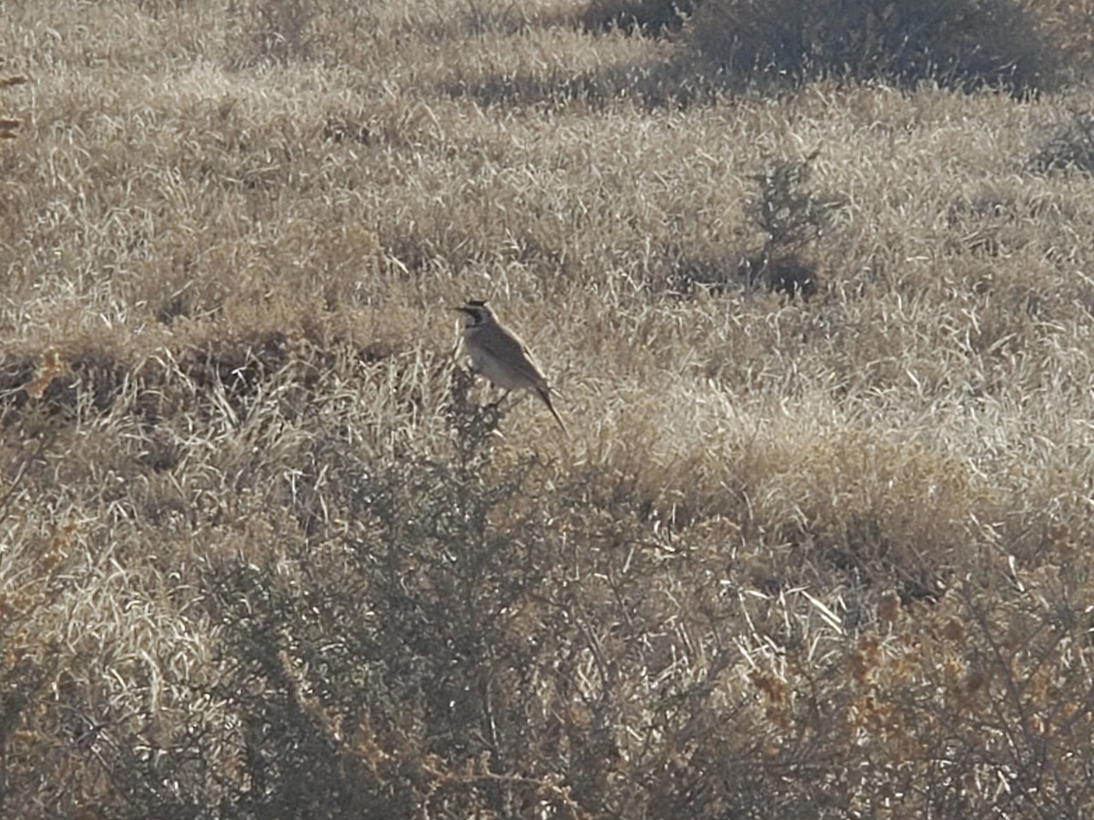 Horned Lark - ML616226706