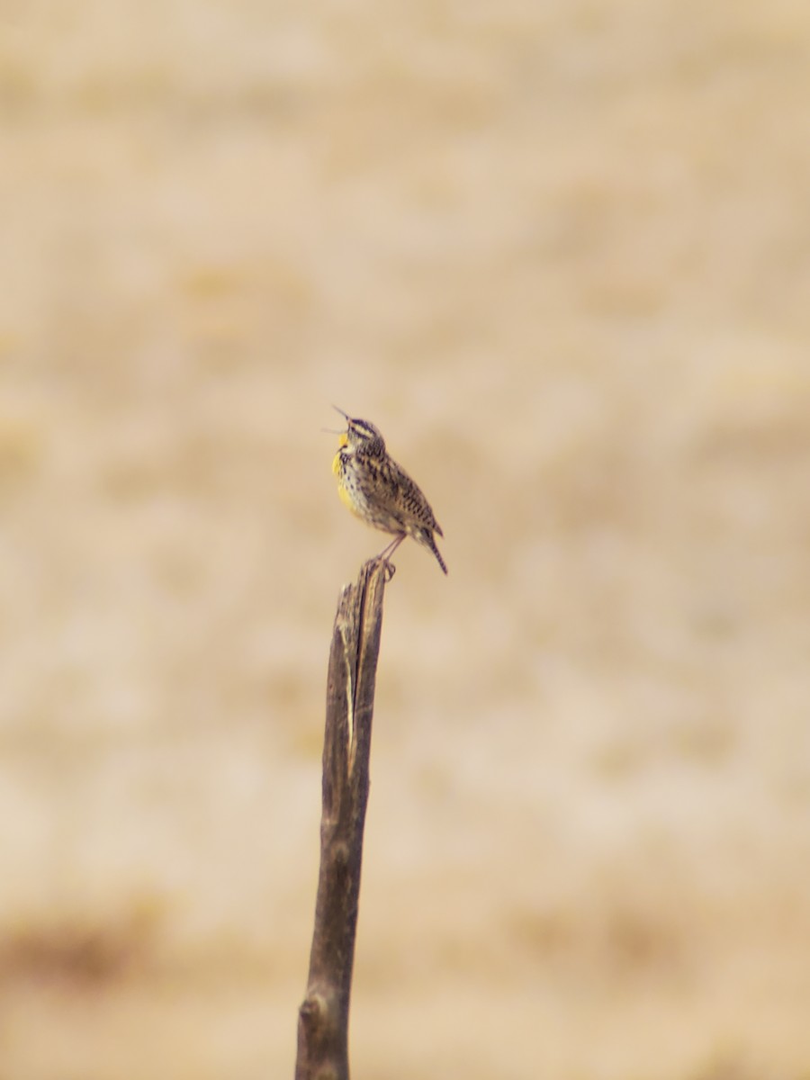 Western Meadowlark - Zachary Fica