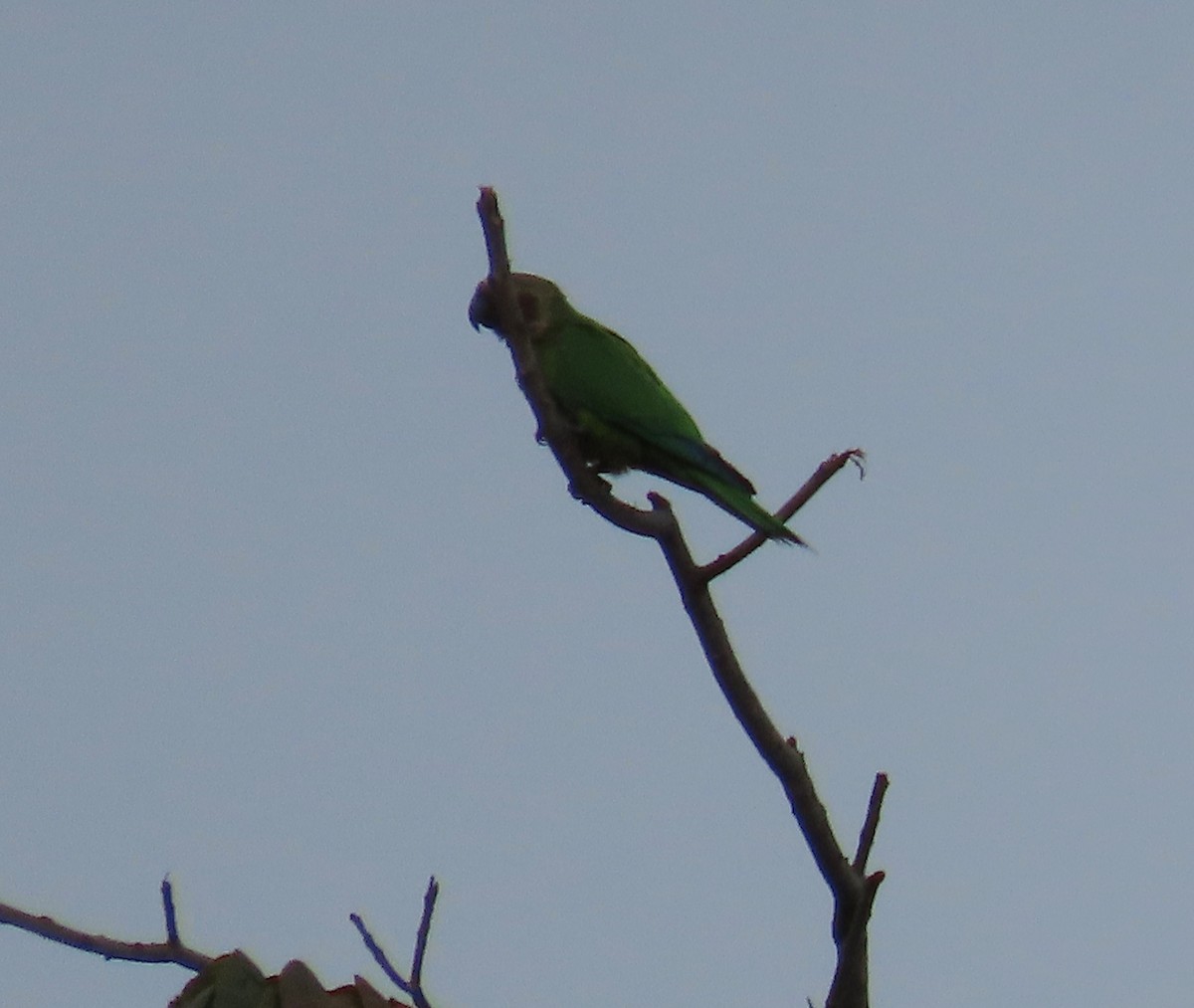 Orange-winged Parrot - ML616226724