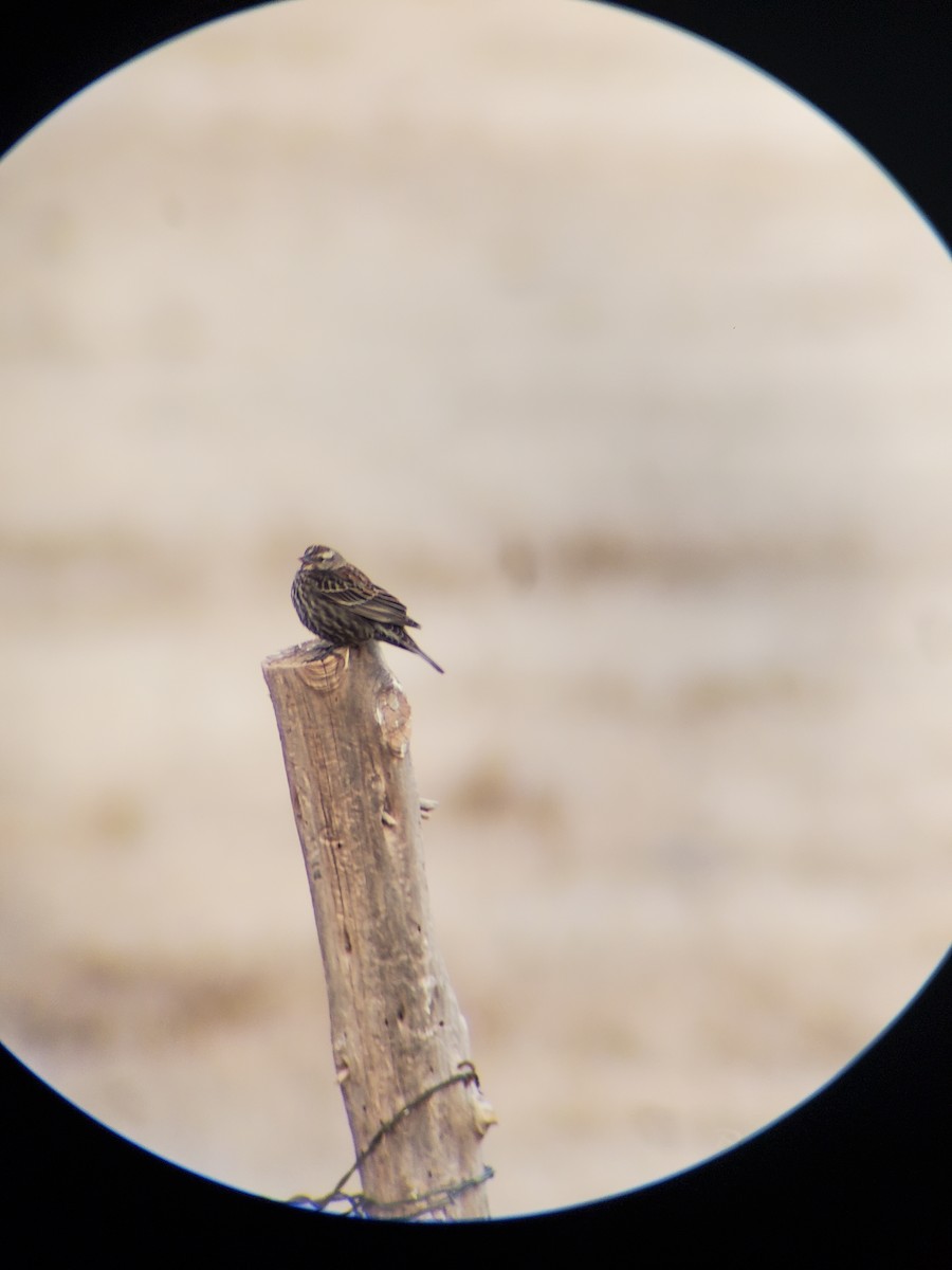 Red-winged Blackbird - ML616226737