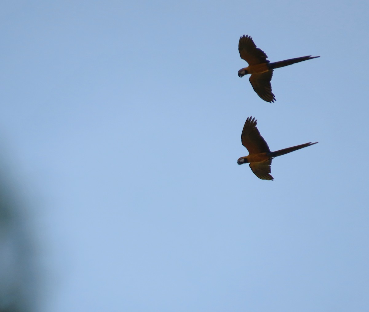 Blue-and-yellow Macaw - ML616226762