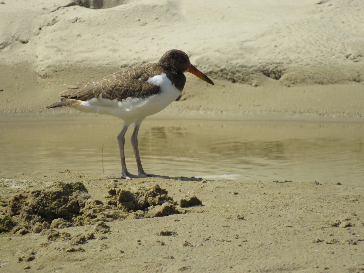 American Oystercatcher - ML616226835