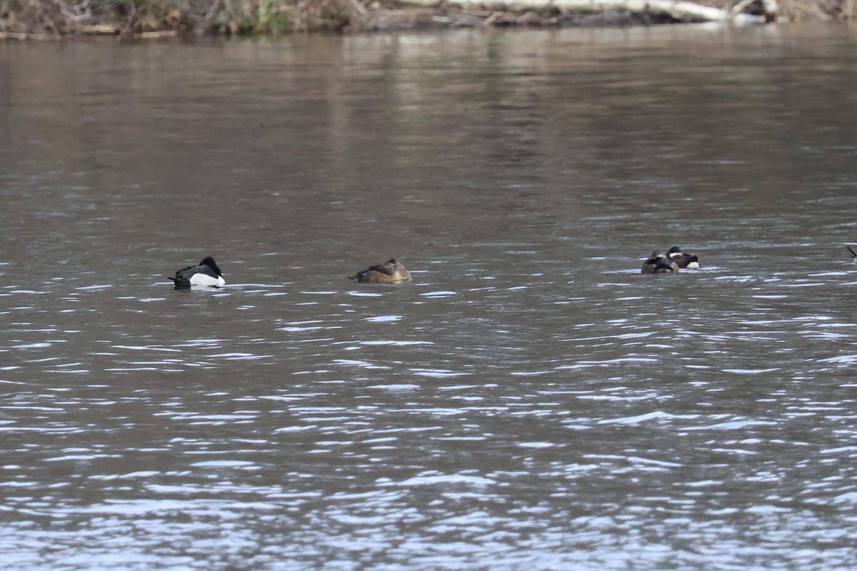 Ring-necked Duck - ML616226962